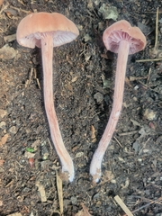 Laccaria trichodermophora