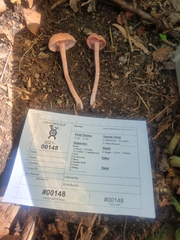 Laccaria trichodermophora