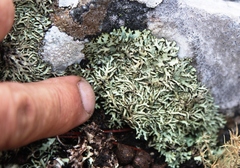 Xanthoparmelia neoreptans