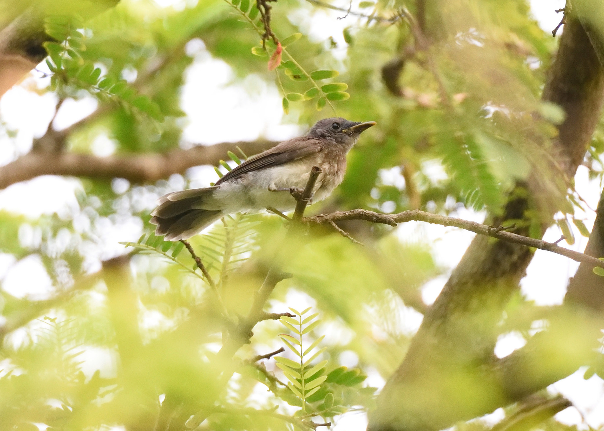 Black-naped Monarch