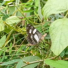 Neptis serena serena