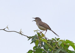 Prinia sylvatica
