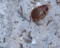 Anoplolepis custodiens