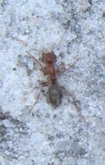 Anoplolepis custodiens