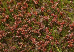 Juncus antarcticus