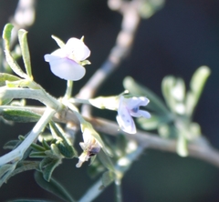 Psoralea candicans