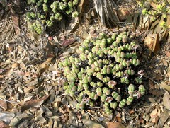Antimima pumila