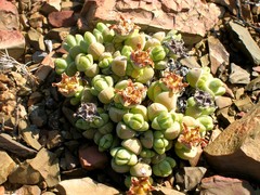Antimima pumila