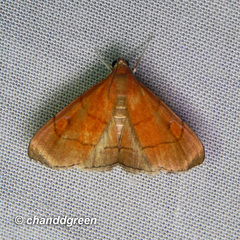 Hemiscopis sanguinea