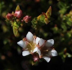 Diosma oppositifolia