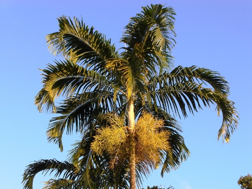 Carpentaria acuminata (H.Wendl. & Drude) Becc.