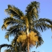 Palmeira-Carpentaria - Photo (c) Reuben C. J. Lim, alguns direitos reservados (CC BY-NC-SA)
