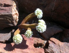 Crassula pyramidalis