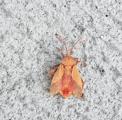 Spartocera fusca
