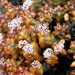 Concertina Stonecrop - Photo (c) Alan Horstmann, some rights reserved (CC BY-NC), uploaded by Alan Horstmann