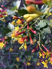 Ribes aureum gracillimum