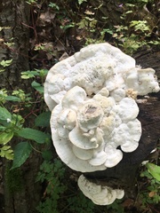 Trametes gibbosa