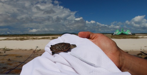Cotinga River Toadhead Turtle, Phrynops tuberosus