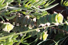 Crassula perforata perforata