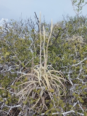 Tillandsia exserta