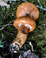 Tricholoma aurantium