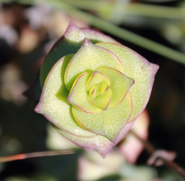 Crassula perforata
