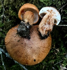 Tricholoma aurantium