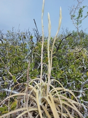 Tillandsia exserta
