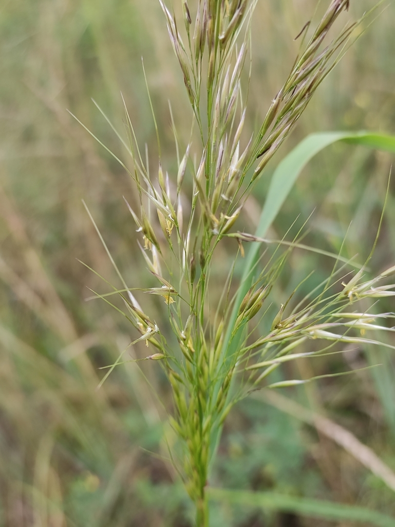 Achnatherum sibiricum
