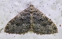 Triphosa californiata