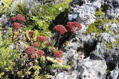 Crassula undulata