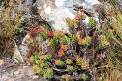 Crassula undulata