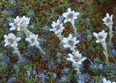 Leucogenes leontopodium