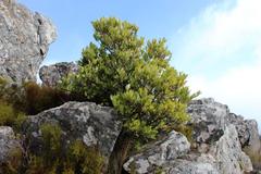 Pterocelastrus tricuspidatus