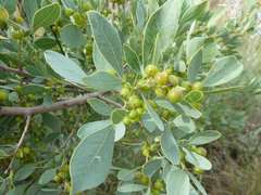 Searsia zeyheri