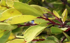 Pterocelastrus tricuspidatus