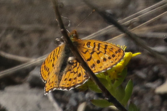 Boloria astarte
