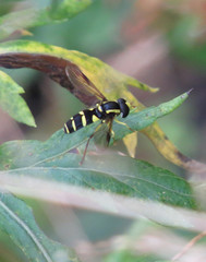 Xanthogramma pedissequum