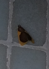 Prooedema inscisalis