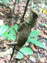 Acanthosaura meridiona