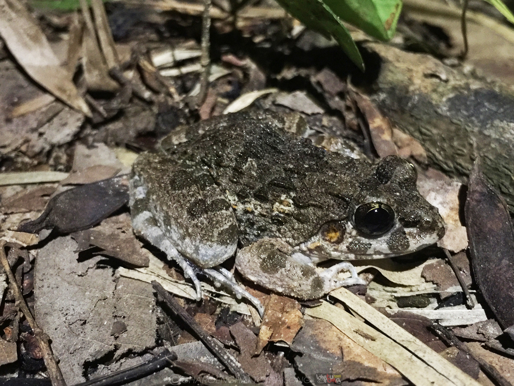 Ubon Wart Frog