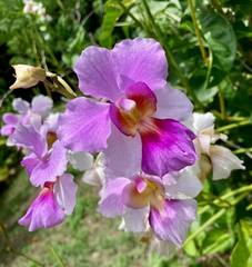 Papilionanthe