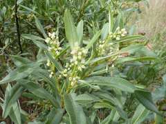 Ozoroa paniculosa paniculosa