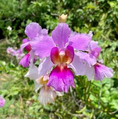 Papilionanthe