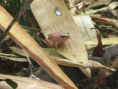 Limnonectes hascheanus