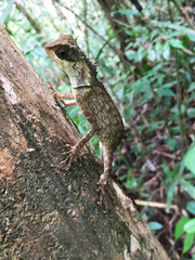 Acanthosaura meridiona