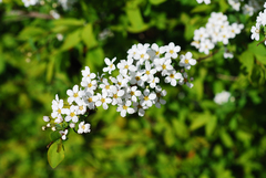 Spiraea prunifolia