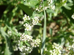 Corrigiola litoralis