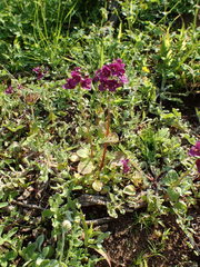 Diascia parviflora