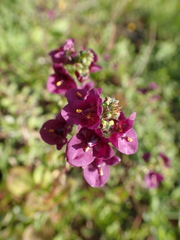 Diascia parviflora